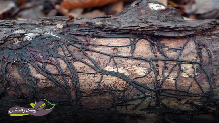 پوسیدگی ریشه و طوقه ناشی از قارچ آرمیلاریا