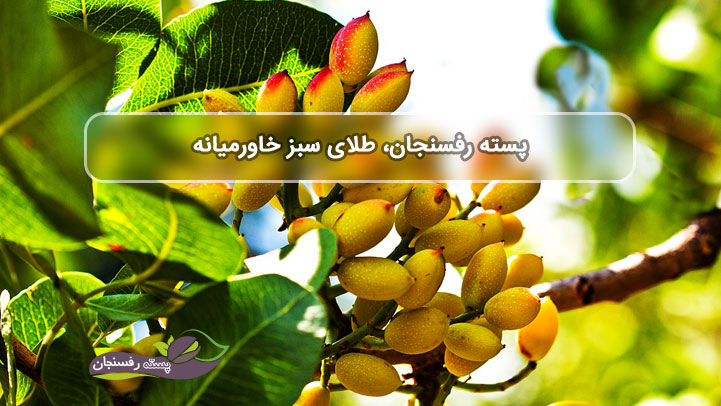 پسته رفسنجان، طلای سبز خاورمیانه