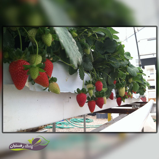 توت‌فرنگی به دلیل فصل رشد کوتاه مناسب برای کشت گلخانه‌ای
