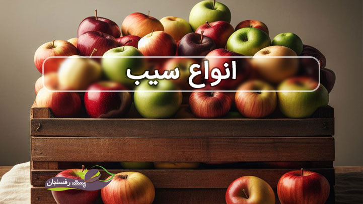  رازهای نهفته در هر دانه سیب: معرفی سیب‌های نایاب و جذاب