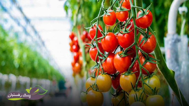 سیلیکات پتاسیم عطر و طعم گوجه را افزایش می‌دهد.