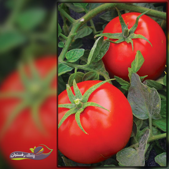 عوامل مؤثر بر انتخاب بهترین بذر گوجه فرنگی