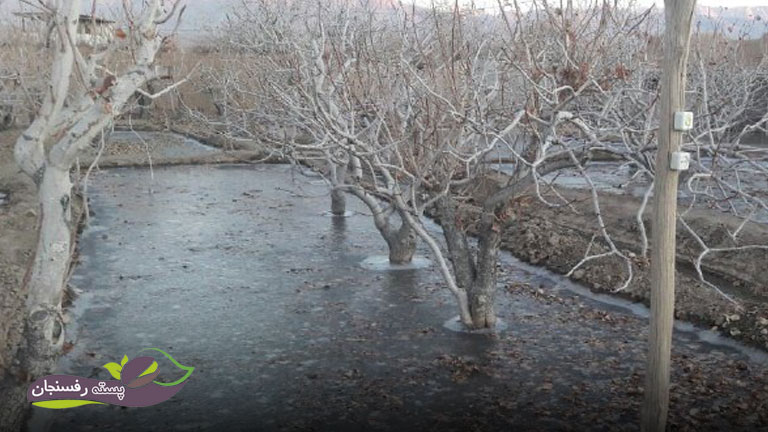زمان آبیاری درخت پسته در زمستان