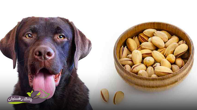چند دانه پسته برای سگ خوب است؟