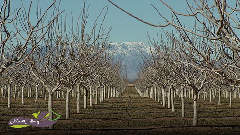 آبیاری قطره ای درخت پسته در آمریکا و ایران