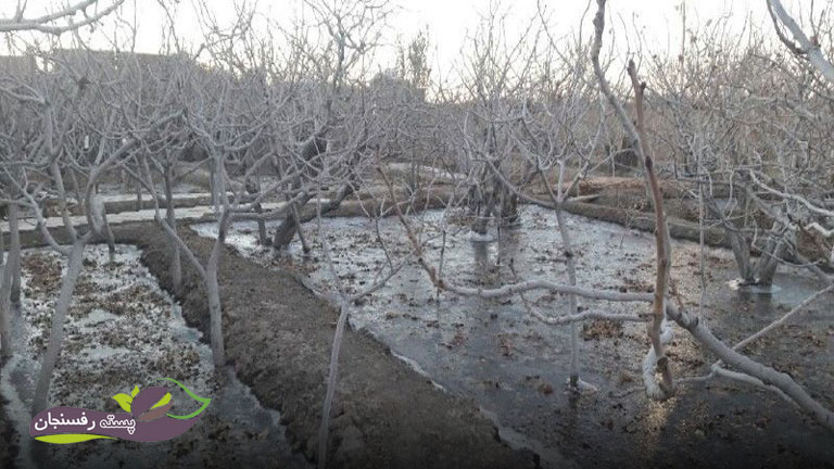 مبارزه با آفات درخت پسته با آبیاری