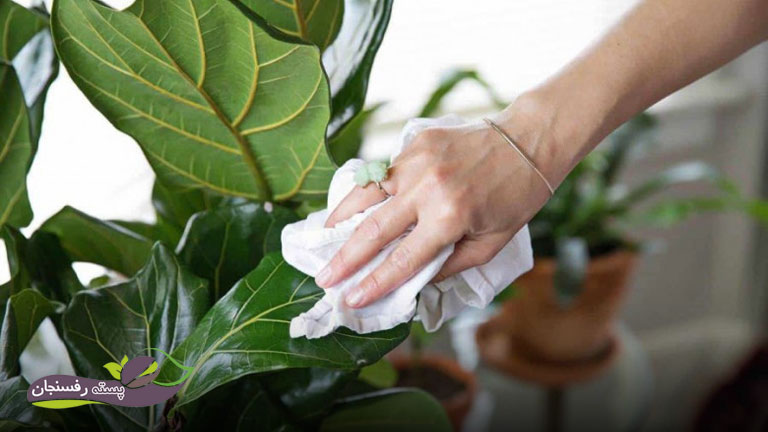 تمیز کردن گیاهان با صابون محلول پاشی