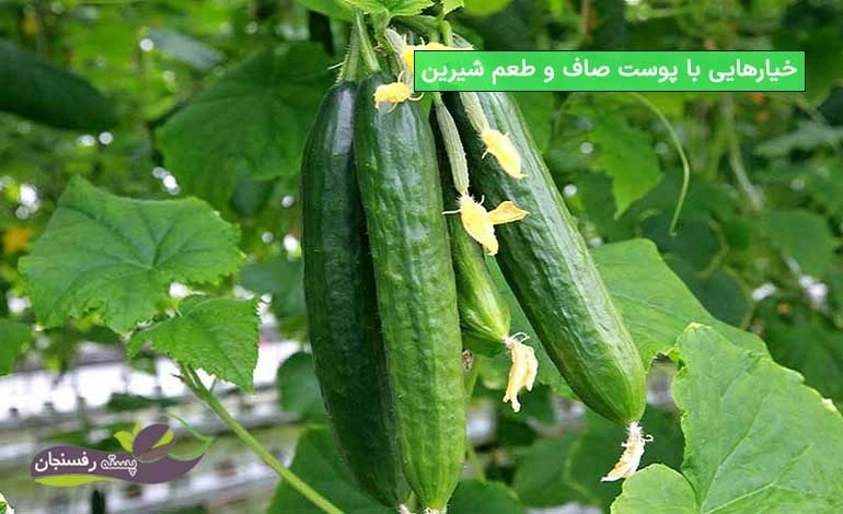 کود ماهی برای خیار