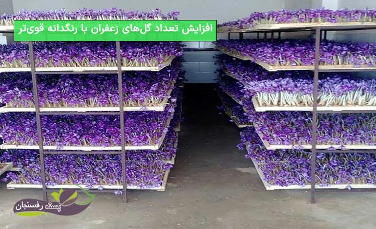 کود ماهی برای زعفران