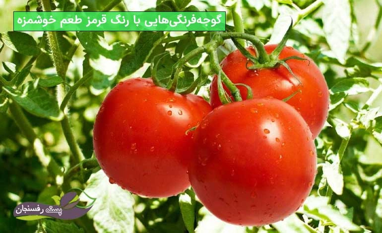 کود ماهی برای گوجه