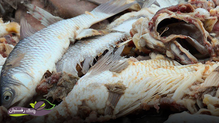 کود ماهی ارگانیک از ضایعات ماهی درست می‌شود.