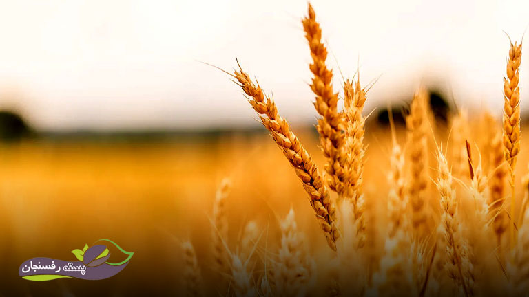 فسفیت پتاسیم باعث بهبود کیفیت دانه های گندم می‌شود.