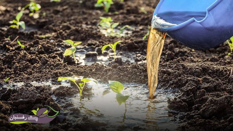 نحوه استفاده از کود ماهی برای گلخانه