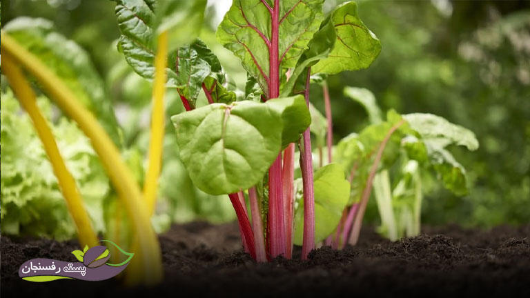 بهترین کود برای رشد سریع سبزیجات