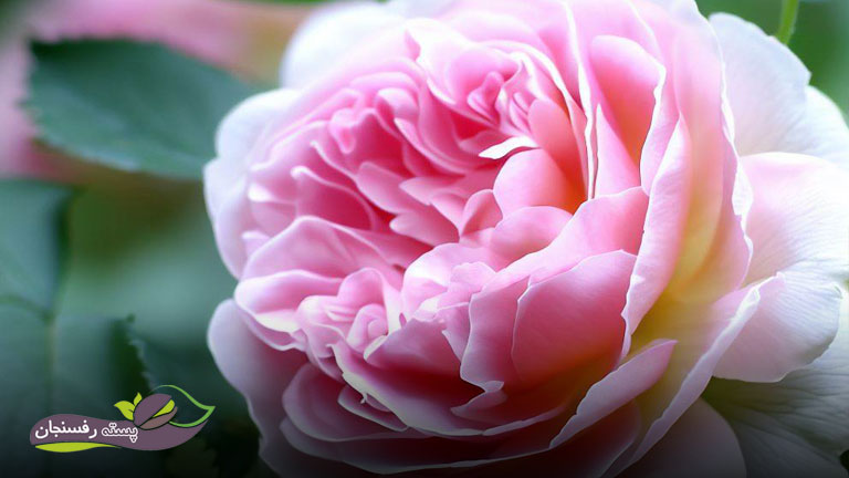 گل محمدی کم رنگ در اثر کمبود نیتروژن