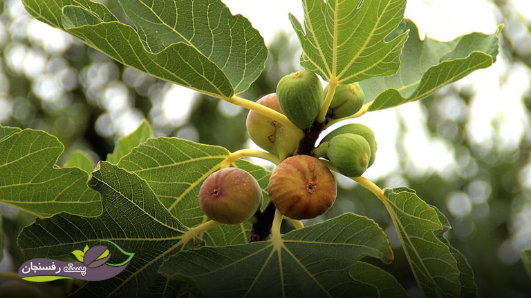 چرا درخت انجیر میوه نمی دهد
