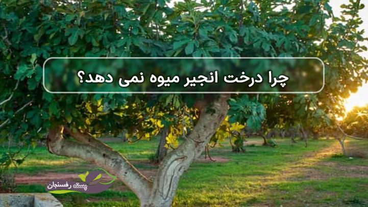 چرا درخت انجیر میوه نمی دهد