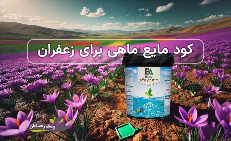 کود ماهی برای زعفران