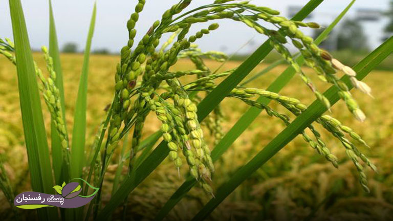 کود اوره و افزایش سرعت رشد برنج