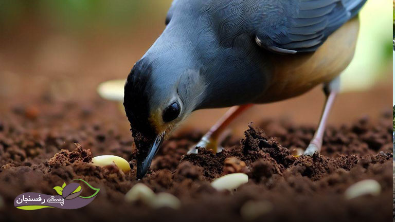 خوردن بذر توسط پرندگان علت جوانه نزدن بذر