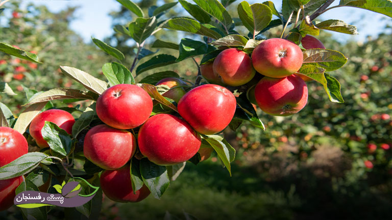 میوه دهی درخت سیب در تابستان