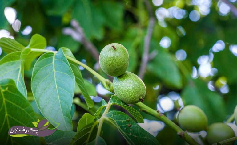 کود هیومیک اسید برای درختان میوه