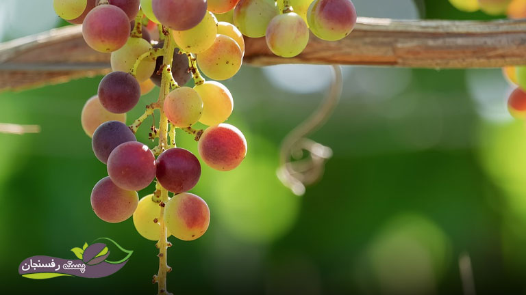 چرا دانه های انگور می ریزد به دلیل هرس نکردن