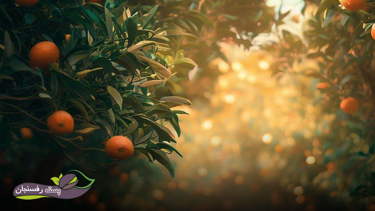 بهترین سم درخت پرتقال