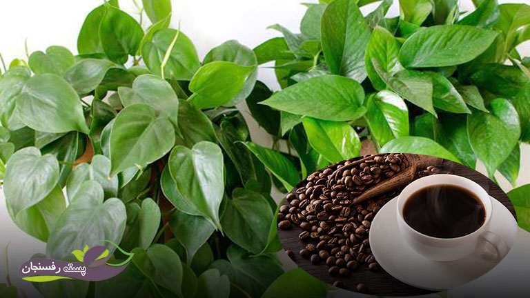 قهوه  سبب رشد پتوس می‌شود.