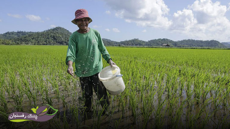 پاشیدن کود در مزارع برنج