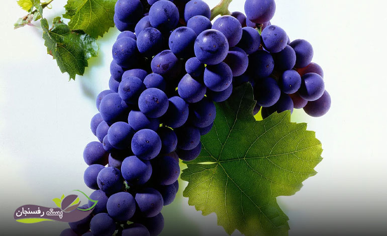 Lemburger grapes