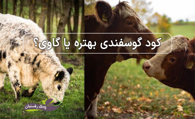 کود گوسفندی بهتره یا کود گاوی؟