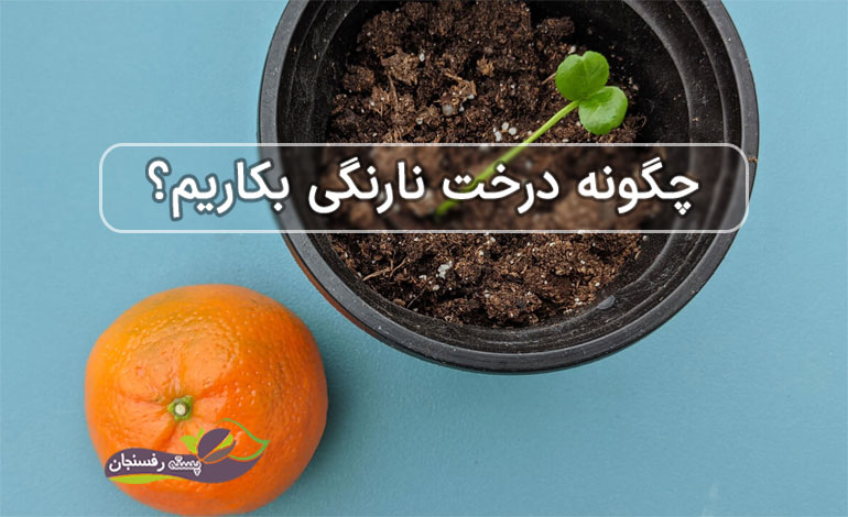 انواع روش کاشت درخت نارنگی