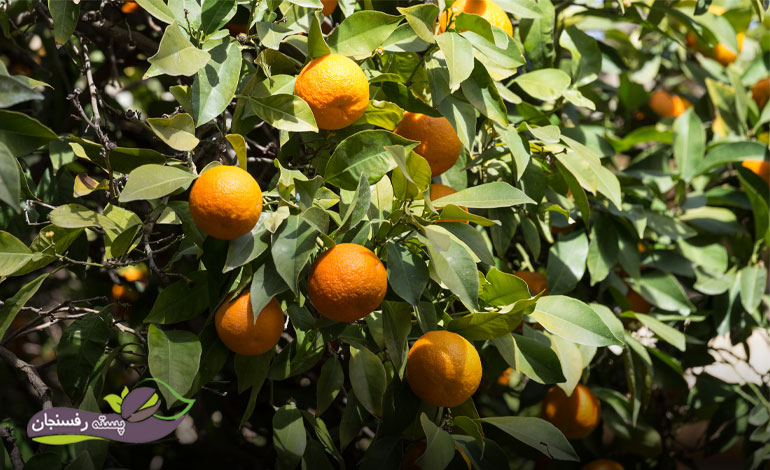 بهترین نارنگی ایران