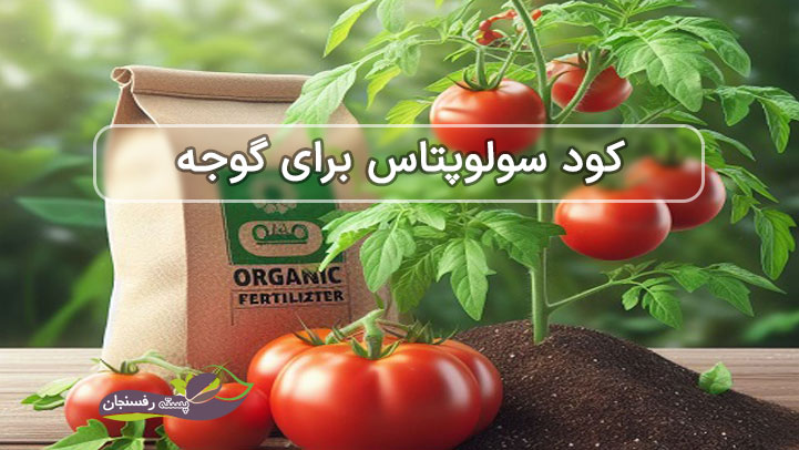  افزایش کیفیت و درشتی گوجه با کود سولوپتاس