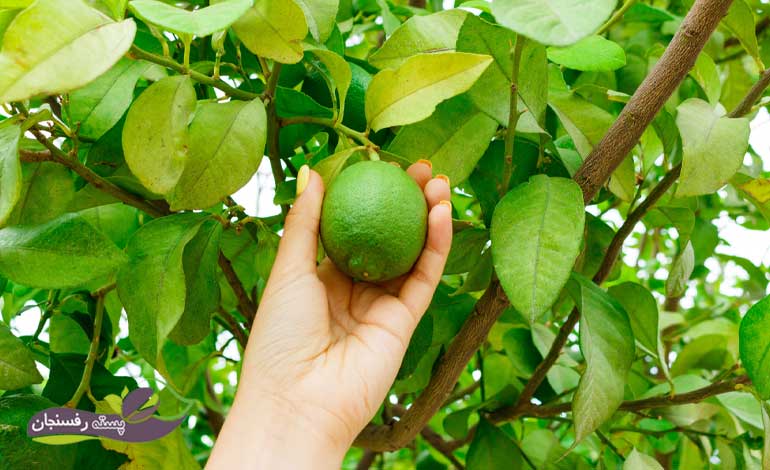 عناصر کم مصرف برای درخت لیمو ترش 