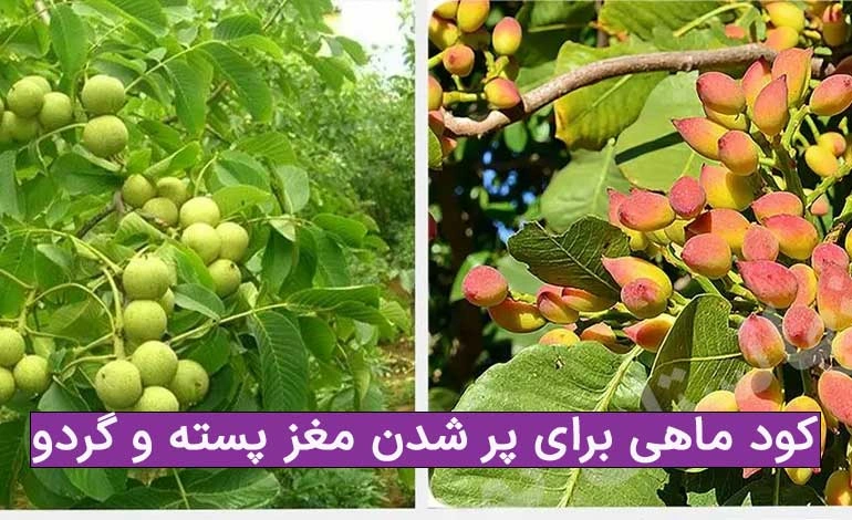 کود ماهی برای پسته و گردو