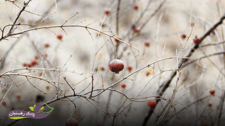 نگهداری درخت انار در زمستان