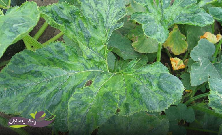 بیماری‌های ویروسی در گیاهان و اهمیت تغذیه مناسب گیاه