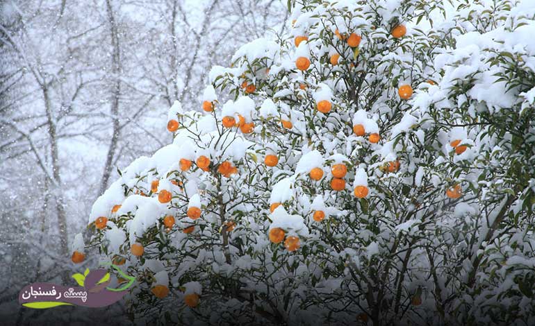 آبیاری درخت نارنج در زمستان