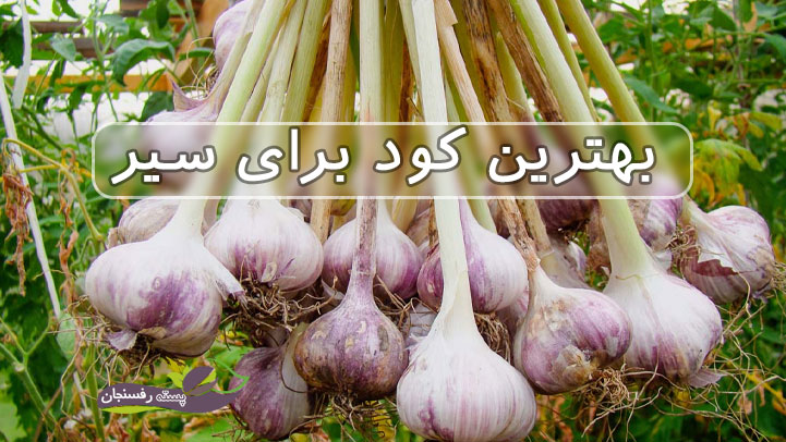 شاخص پسته رفسنجان