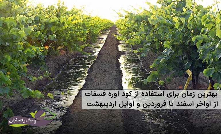 کود اوره فسفات برای انگور