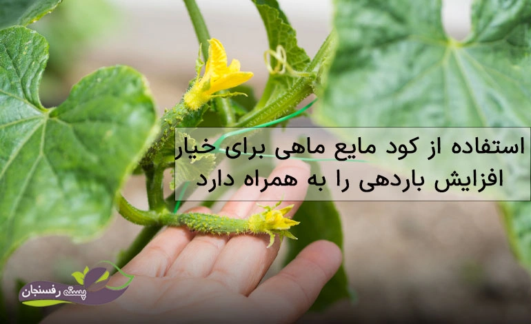 کود مایع ماهی برای خیار