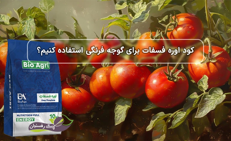 کود اوره فسفات برای گوجه فرنگی