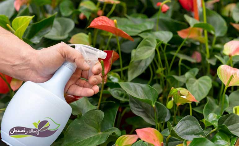 خرید کود مایع برای گیاهان آپارتمانی