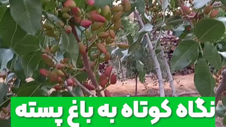 نگاهی به باغ پسته با پایه UCB-1 اریا نهال