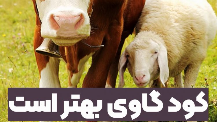 کود گاوی بهتر است یا گوسفندی؟