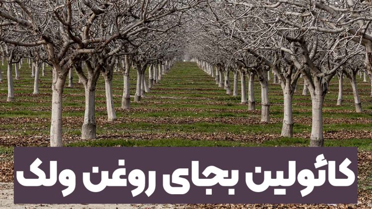 کائولین به جای روغن ولک مگه میشه!؟