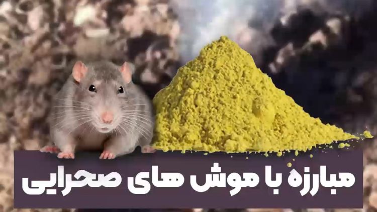 مبارزه با موش های صحرایی به کمک گوگرد