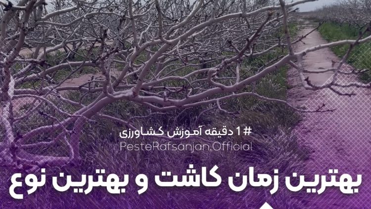 بهترین زمان کاشت و بهترین نوع کود سبز